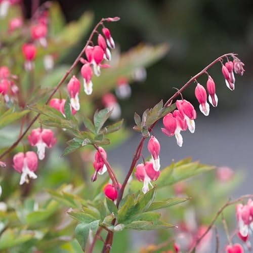 Tränendes Herz - Dicentra spectabilis | 1 Stück | Knolle | Verwildernd | Rosa | Weiß | 100% Blütegarantie | QFB Gardening