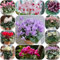 semi di ciclamino da esterno - ciclamino - piante rampicanti resistenti, semi biologici semi di ciclamino piante aromatiche, fiori selvatici, fiori da balcone piante in vaso da esterno 90pcs