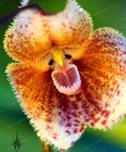 Bloom Green Co. Nuovo Fresh! 100 Bonsai Orchidee, Bella Monkey Face Orchidee piante, le varietà più Bonsai impianto: 3