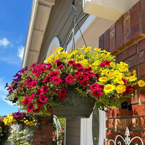 Zauberglöckchen samen (Calibrachoa elegans), geschenke für gartenliebhaber，dekoration wohnzimmer pflanzen garten，deko wohnzimmer modern balkonpflanzen，schnittblumen samen blumensamen 500pcs