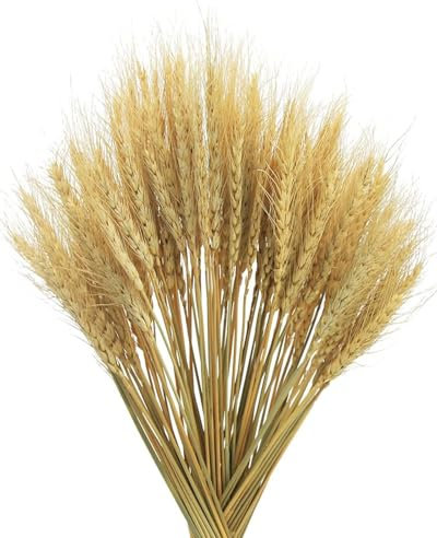 KGDUYC 50 Piezas Decoraciones de Hierba de Trigo Natural, Hierba de Trigo Nativa, Flores de Hierba de Trigo Secas, Ramos de Boda, Decoración en Casa con Flores Bohemias, Fiesta Rústica de Granja