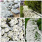 20000+ Stück Weiße Kriechender Thymian Samen für Pflanzung, Thymus Serpyllum Heirloom, Bodendecker Pflanzen leicht zu pflanzen und wachsen - offen bestäubt