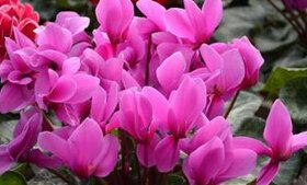 16 colori ciclamino fiori Sementi di perenni da fiore Piante - 100 Pz giardino Semi decorazioni bonsai Fiore