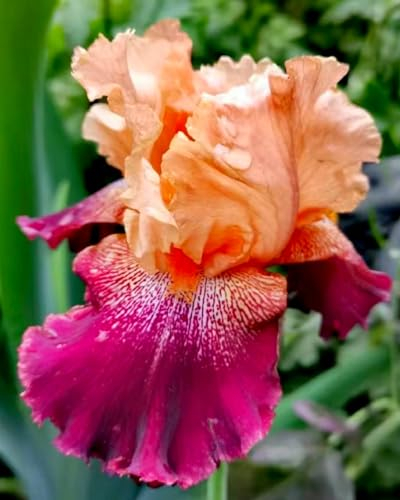 Iris Zwiebeln Iris zwiebeln winterhart mehrjährig Iris zwiebeln Iris blumen Iris blumenzwiebeln
