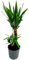 POWERS TO FLOWERS - YUCCA 2 TRONCHI IN VASO CERAMICA ANTRACITE CON SPATOLATURA IN RILIEVO, Tronchetto della felicità, pianta vera