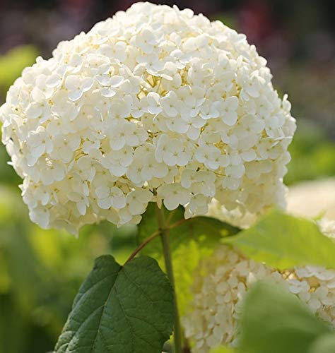 Ballhortensie Strong Annabelle 80-100cm - Hydrangea arborescens