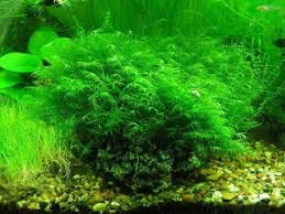 100 semillas de plantas de musgo de acuario verde