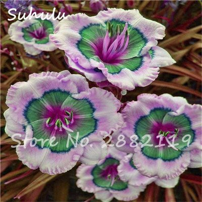 Taglilie Seed 50Pcs Hybrid Taglilie Seed Holland Regenbogen Bonsai Blumensamen Hemerocallis Lily Delicious gesunde Gemüse kann 20 Essen