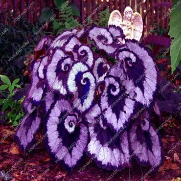 New 50pcs Coleus seeds of dark blue leafy plants 1: Only Seeds
