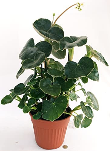 POWERS TO FLOWERS - BEGONIA VENOSA XXL IN VASO 30cm, pianta vera
