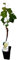 Planta natural Parra Moscatel Blanca, de 40 cm. Vid que produce uva blanca dulce aromática, Vitis Vinifera. Segura Garden.