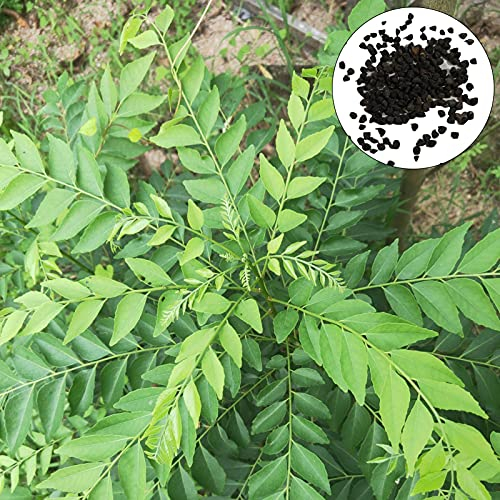 Curry-Samen, 100 Stück/Beutel Curry-Samen, essbare, immergrüne, natürliche, mehrjährige, grüne Curry-Setzlinge, Gartenzubehör zum Pflanzen, zieht Bienen an – Samen