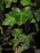 Hedera helix Hibernica - Grossblättriger Irischer Efeu 60-100