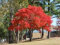 Genipap 15 pezzi di albero di pistacchio cinese