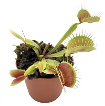 Planta Natural Que Come Moscas y Mosquitos Venus Dionaea Muscipula