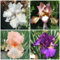 4 Pcs Schwertlilien Zwiebeln Winterhart Mehrjährig - Blumen Geschenk, Deko Wohnzimmer Iris Pflanzen Knollen Kaufen, Flowers Decoration, Zimmerpflanzen Winterharte Kübelpflanzen, Blumen