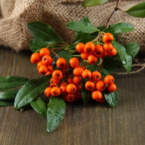 100 piezas semillas de espino de fuego - semillas organicas variedades antiguas frutas exóticas plantas verdes semillas de variedades antiguas regalos para los amantes del jardín
