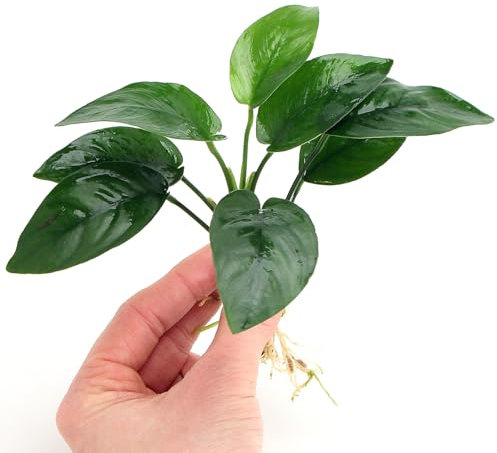 K2AQUA Anubias Tropica Live Aquarium Plants Oxygenating Plant Aquarium Fish Tank Low Maintenance Foreground Midground Freshwater Tropical Beginner Friendly