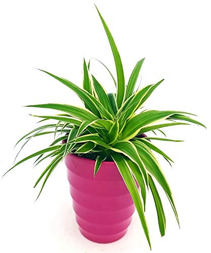 POWERS TO FLOWERS - CHLOROPHYTUM, FALANGIO IN VASO CERAMICA ROSA INTENSO, vaso 13cm, pianta vera