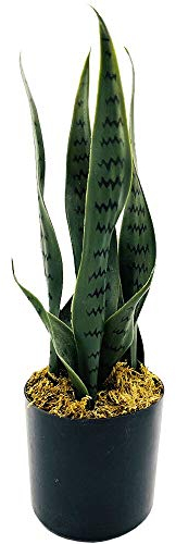 Fycooler Piante Artificiali Sansevieria,40cm Finta Pianta Sansevieria Lingua di Suocera, Pianta di Serpente Agave Finta SansevieriaTrifasciata Pianta Artificiale con Vaso Finti Fiori Arredo Casa