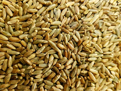 WIDU Bio Waldstaudenroggen geeignet zum Backen Getreide Ganzes Korn 12,5 KG Getreidesack