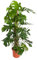 Trendyplants - Monstera Pertusum - Plante à trous - Plante d'intérieur - Hauteur 110-130 cm - Taille du pot Ø24cm