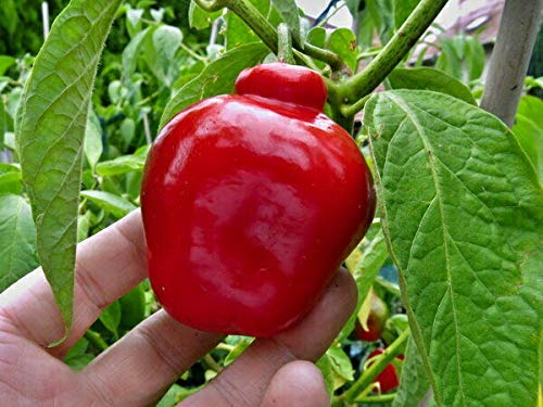 Portal Cool Rocoto/Manzano/Perennial Baum Chilli, Frost Tolerant, 20 Samen