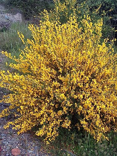 Common Broom - Cytisus scoparius - 30 Seeds- Tough Native Shrub - Golden Flowers