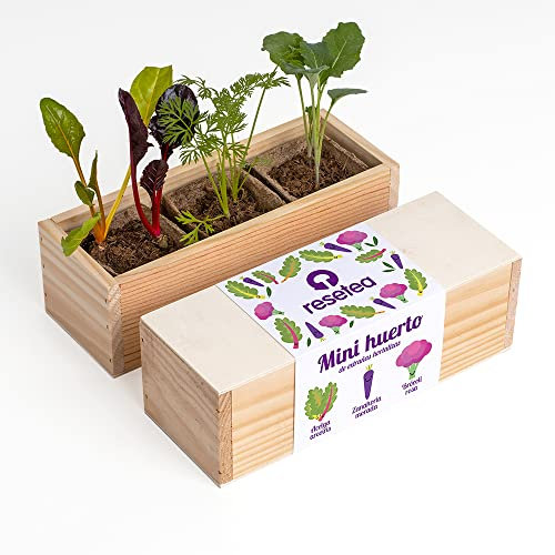 Resetea Mini huerto de extrañas hortalizas Urbano, Acelga Arcoiris, Zanahoria Morada y brócoli Rosa