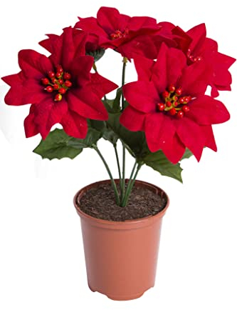 künstliche Poinsettie (Weihnachtsstern/Christstern) mit 5 Blüten im braunen Kunststofftopf, samtig Farbe: rot