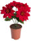 künstliche Poinsettie (Weihnachtsstern/Christstern) mit 5 Blüten im braunen Kunststofftopf, samtig Farbe: rot