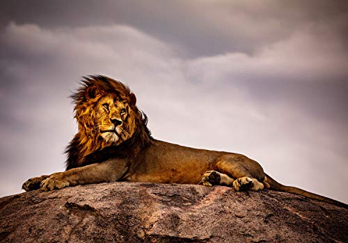 wandmotiv24 Fototapete liegender Löwe Stein, 400 x 280 cm - selbstklebende Vliestapete 150g, Wanddeko, Wandbild, Wandtapete, Tier Afrika Himmel Wolken M6539