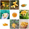 500 pcs Pfifferlinge frisch samen - garten geschenke für männer pilze mushroom,fungi pilz deko pflanzen seed gemüsebeet gewürzgarten gemüsesamen alte sorten kräutersamen winterharte