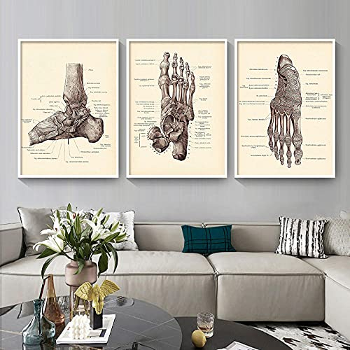 ZHJJD Kopf Skelett Füße Körper Anatomie Vintage Nordic Poster Und Kunstdrucke Wand Bilder Leinwand Bild Wandbild Für Klinik Medical Deko 40x60cmx3 Kein Rahmen, Schwarz & Weiß