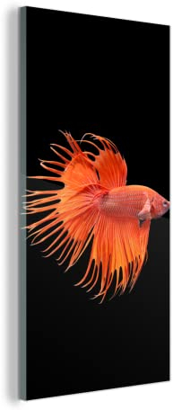 MuchoWow Glasbild Glasfoto Wandbild Bilder Deko 80x160 cm Fische - Wilde Tiere - Schwarz