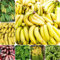 150 pcs Bananensamen - Musa nana bäume garten winterhart pflanze Winterharte Bananenpflanze Samen extrem winterharte kübelpflanzen bonsai baum pflanzenkübel obst samen, garten pflanzen