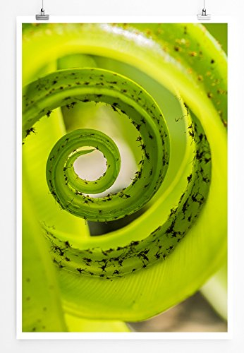 Eau Zone Home Bild - Naturbilder – Grüner Farn- Poster Fotodruck in höchster Qualität
