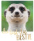 cityproducts - 4523 - Happy Memories, Postkarte, Liebe, Erdmännchen, du bist die Bestie 10,5cm x 13cm