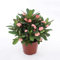christusdorn zimmerpflanze samen,Euphorbia milii,bienenweide garten geschenke garten hochbeet geschenk balkonpflanze bienenfreundliche blumensamen wildflower summer gardening 300 Stück