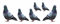 AdriLeo - Aufkleber 6er-Set - Taube Brieftaube - Deko Autoaufkleber Sticker Vogel Papagei