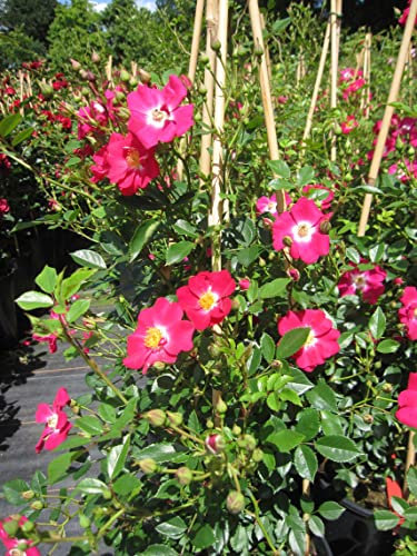 Rosa Libertas ® - Kletterrose Libertas ® - Tantau Rose - ADR Rose