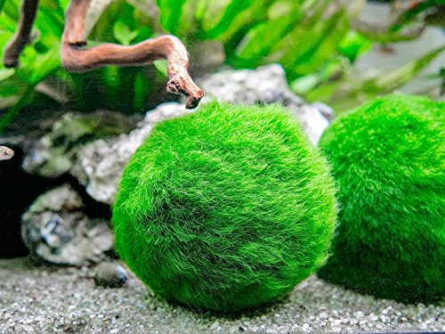BulzEU Algues Decoration Aqurium, Boules de Mousse Plante D'Ornement pour Aquarium Bouteille en Verre
