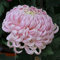 100 Stück Chrysantheme Samen Romantische rosa mehrjährige Erbstück Blumen frisches Aroma dekorative Hausgarten Balkon Patio kann das ganze Jahr über im Freien geerntet werden