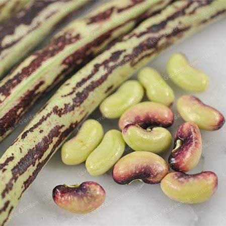 Seeds. For sale Chinese long unguiculated vineyard bonsai nutrition and delicious rare purple yard along bean vegetable garden bonsai 20pcs: 3