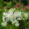 Winterharte Lilienzwiebeln, farbenfrohe Lilien, duftend, mehrjährig, Schnittblumen für Vasen, Gartendekoration-8 zwiebeln-f