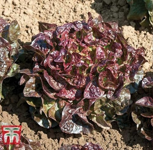 Lettuce 'Saxo' Lactuca Sativa Half-Hardy Annual Easy to Grow Your Own Salad Leaves Lettuces Garden Vegetable Plants 1x Seed Packet (Approx. 250 Seeds) by Thompson and Morgan