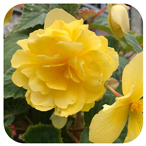 Begonia Non-Stop Double Tubers/Corms Yellow x 10 Summer Flowering by Growtanical®