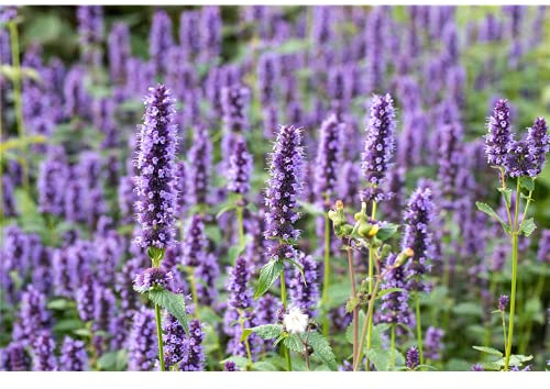 Agastache x rugosa 'Black Adder' -R- - Duftnessel 'Black Adder' -R- - 11cm Topf