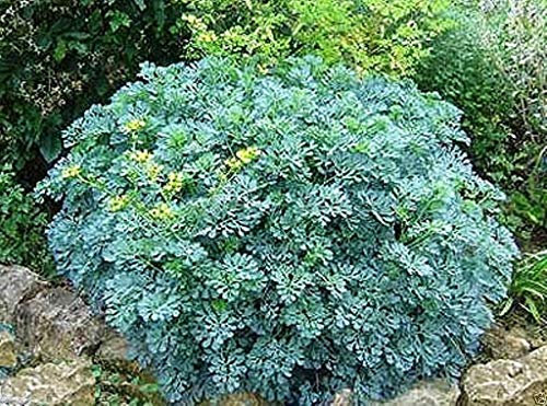 500 Semi Rue, Ruta, Rue Comune (Ruta graveolens) Organic!