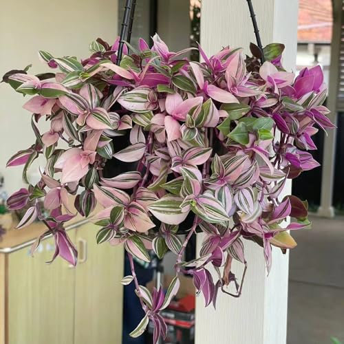150 pcs dreimasterblume samen, bio saatgut, stauden winterhart (Tradescantia zebrina) alte sorten, extrem winterharte kübelpflanzen balkon, winterharte stauden mehrjährig geschenk